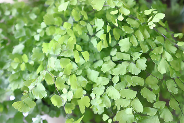 お庭や植物の手入れが不要になる?グランドカバーについて紹介