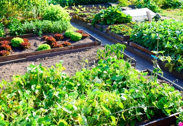 秋冬に家庭菜園でおすすめの野菜とは？秋冬野菜栽培のポイントについても解説
