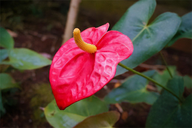 花が咲かない原因と対策法