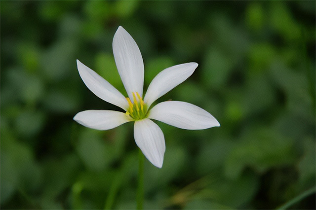 日陰で育つ花にはどんなものがある？おすすめの花を紹介