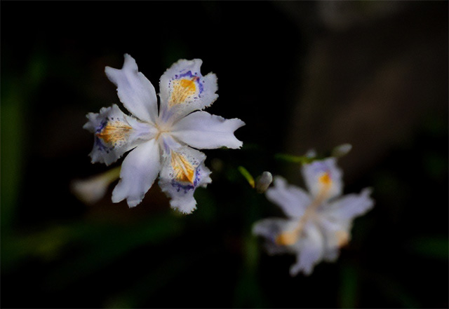 日陰で育つおすすめの花