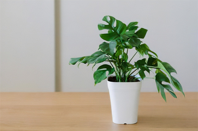 大きな葉を持つ観葉植物の魅力と特徴
