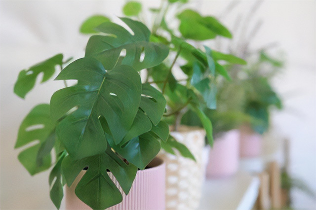 特徴的な大型葉を持つおすすめ観葉植物