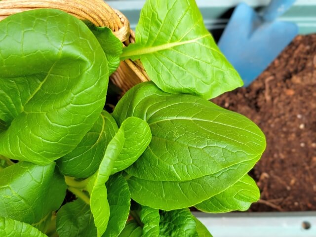 葉野菜（レタス・小松菜など）