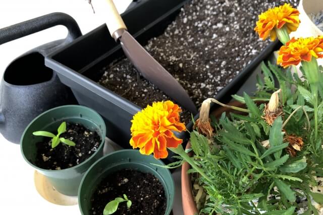 鉢植えの土は再利用できる？