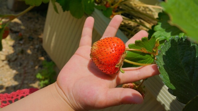 家庭菜園を始める前に準備すること