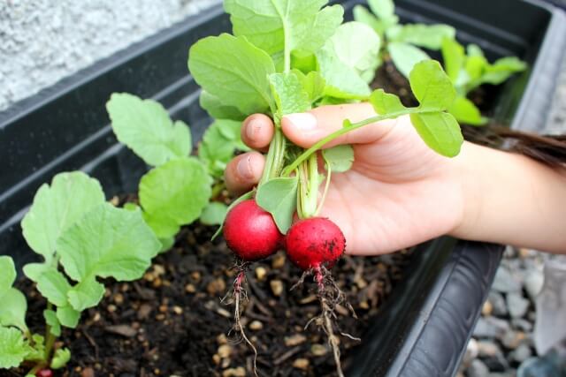 初心者＆子どもでも育てやすいおすすめの野菜