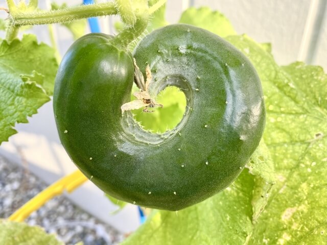 キュウリが曲がるのはなぜ？主な原因