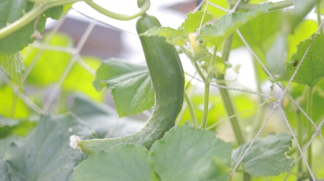 キュウリの実がならない・育たない原因