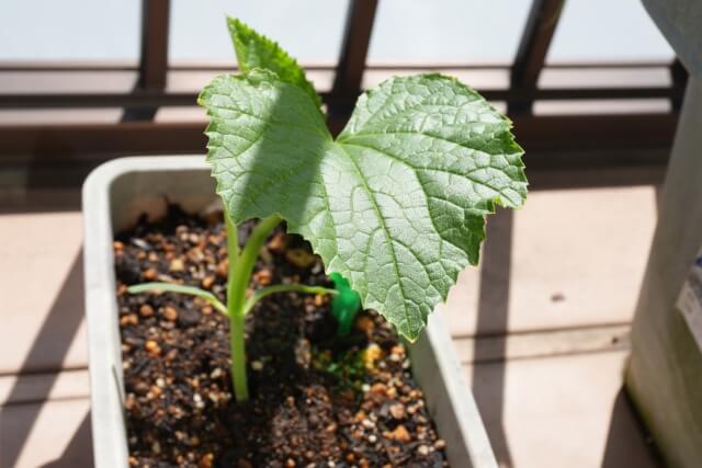 プランター栽培で注意したいポイント