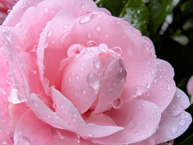 雨が続くと植物が元気をなくすのはなぜ?ぐったりしたときの復活方法と予防策