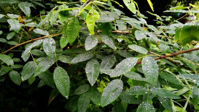 雨が続くと植物がぐったりする理由4つ