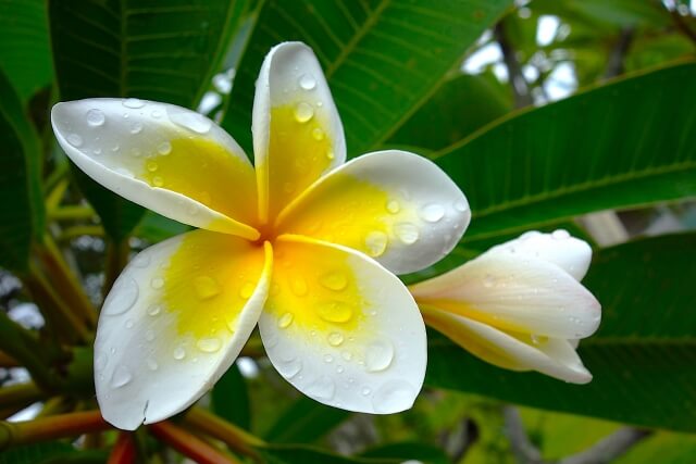 植物活力剤で回復をサポート