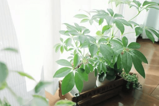 寒さに強い観葉植物の冬季管理テクニック