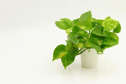 ポトスが枯れる原因とは？対策方法も紹介