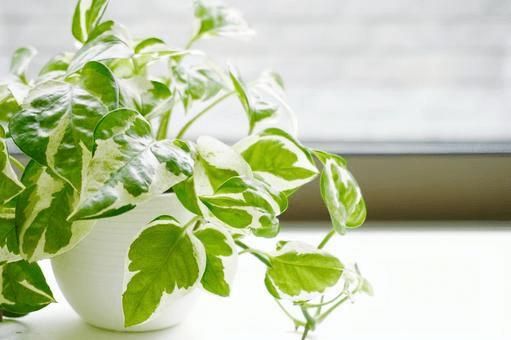 ポトスが枯れてしまう主原因と予防策