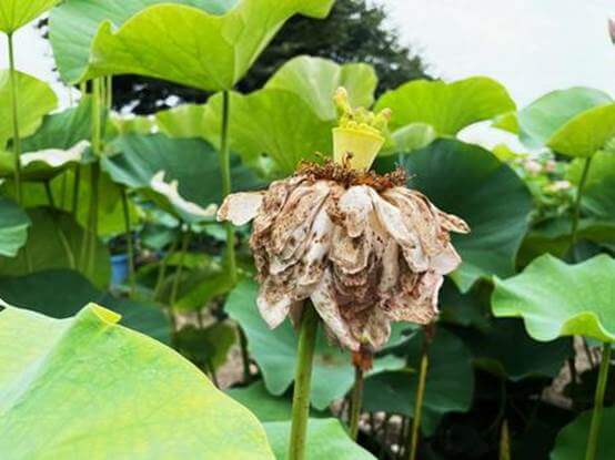 観葉植物が枯れる原因とは？初心者が知っておきたい基礎知識と予防法