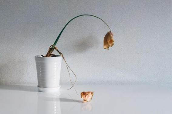 初心者がよく陥る枯れる原因とその回避法