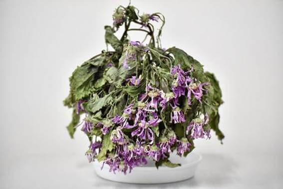 毎日の管理で意識したいポイント