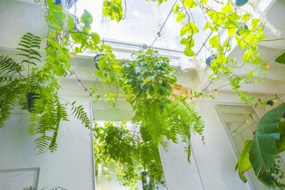 人気の観葉植物ごとに注意すべき原因