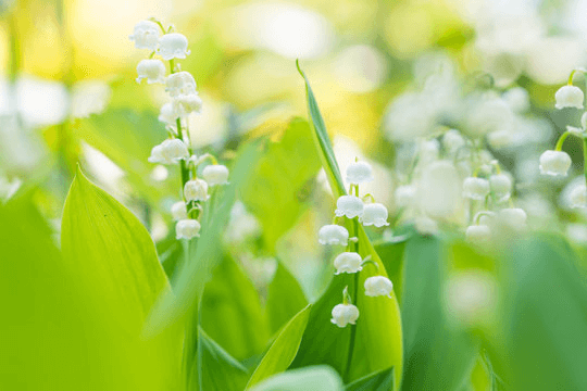 白い花にはどのような種類がある？品種を紹介
