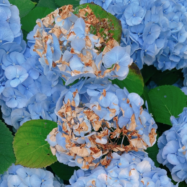 観葉植物が枯れる原因とは？詳しく解説します