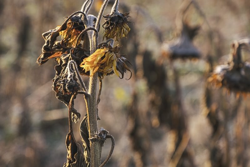 観葉植物が枯れる主な原因7つとその対処法