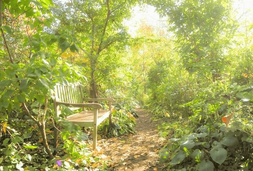 庭木選びで押さえておきたい重要なポイント