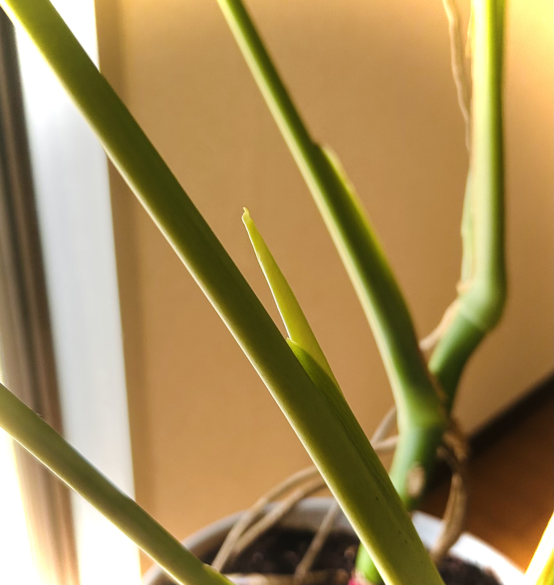 弱った株の救世主！植物の基礎体力を上げる方法