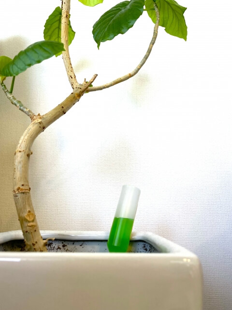 活力剤の与えすぎがもたらす具体的な症状