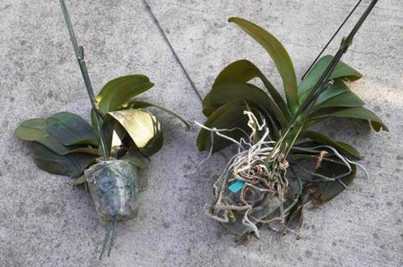 根腐れの症状やサイン