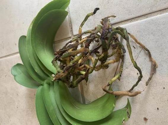 根腐れのよくある3つの原因