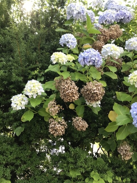 観葉植物が枯れるのはなぜ？復活させる方法も解説