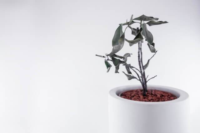 観葉植物が枯れてしまう主要な原因