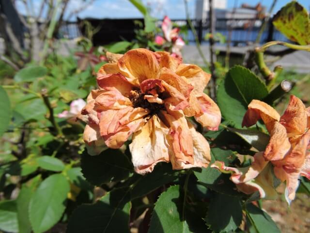 弱った観葉植物の復活方法