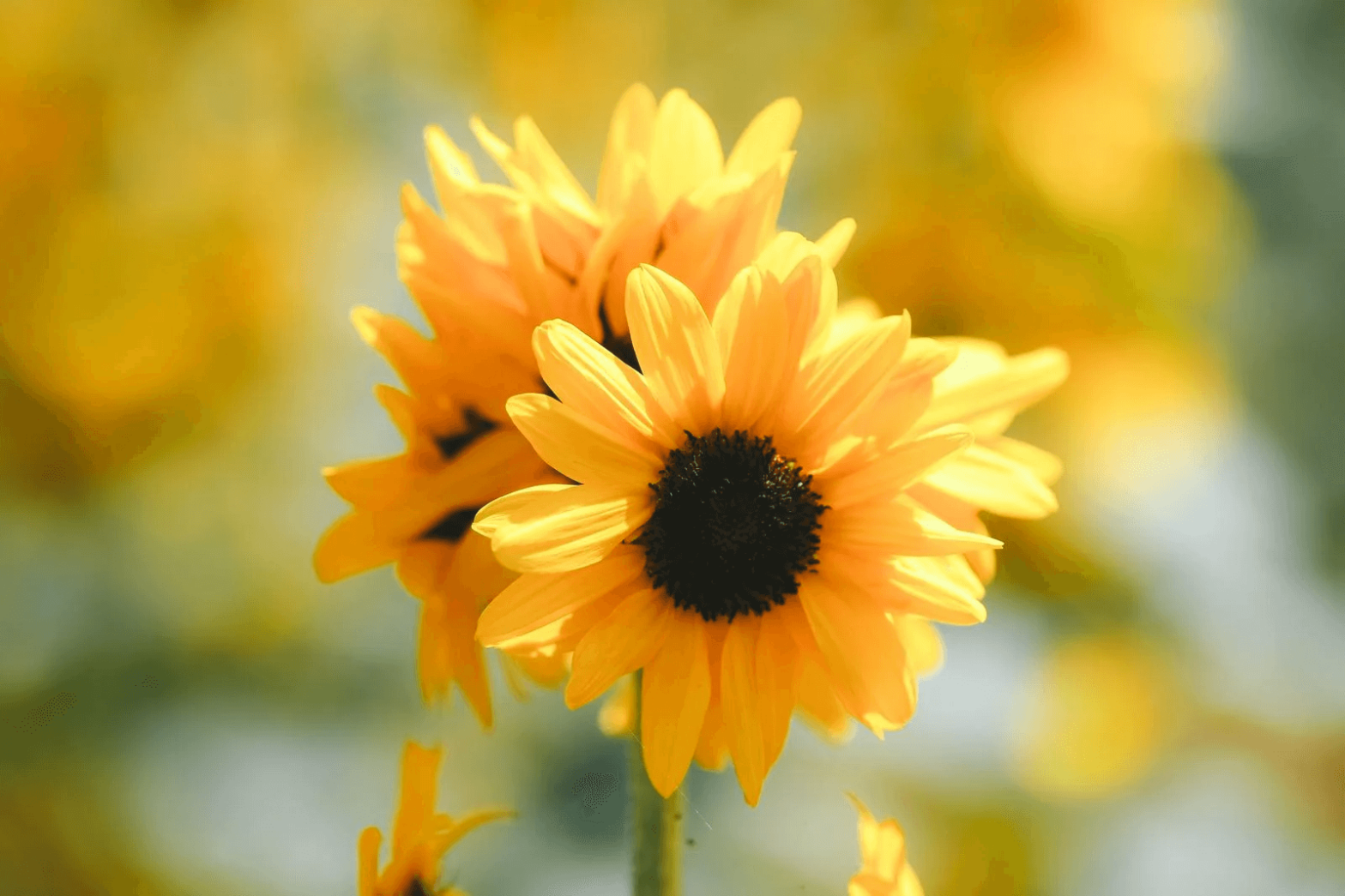 夏に咲く花とは？一覧を紹介