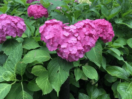 夏に咲く花を紹介