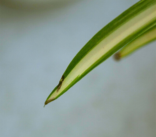 美しい姿を維持する日常のお手入れ