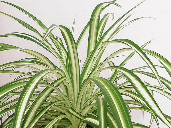 植物の基礎体力を高める活力液の活用