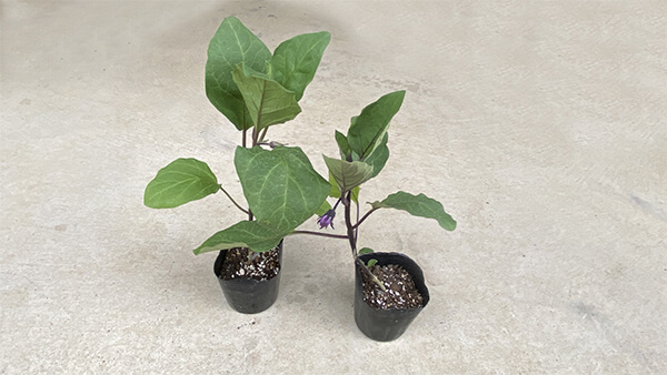 なす栽培で初心者が失敗しないための基本