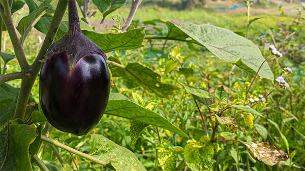 なすを元気に育てる3つのポイント