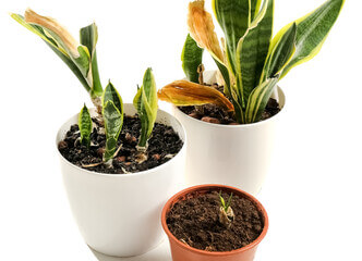 サンスベリアが成長しない3つの主な理由