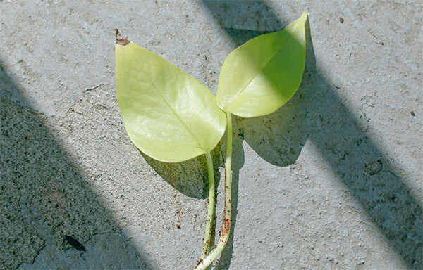 ポトスの葉の色が薄い原因と見分け方