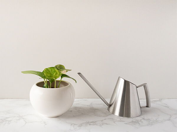 植物の基礎体力を上げる秘訣