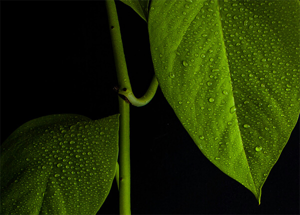 長く緑を楽しむメンテナンス