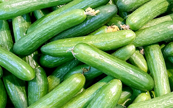 キュウリの育て方初心者ガイド｜成長が悪い時の改善方法も解説