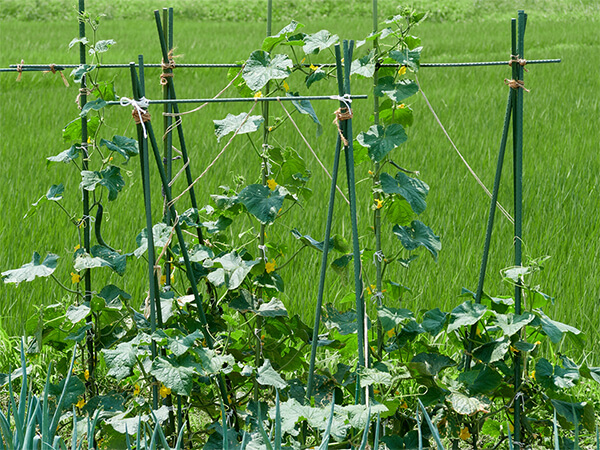 丈夫に育てる！支柱とネットの立て方