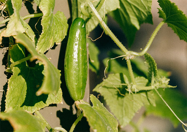 成長が悪い？原因と改善方法