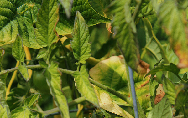 枯れる前に確認したい病気と害虫のトラブル