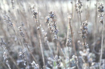 冬越し失敗?まずは枯れているかを見極める
